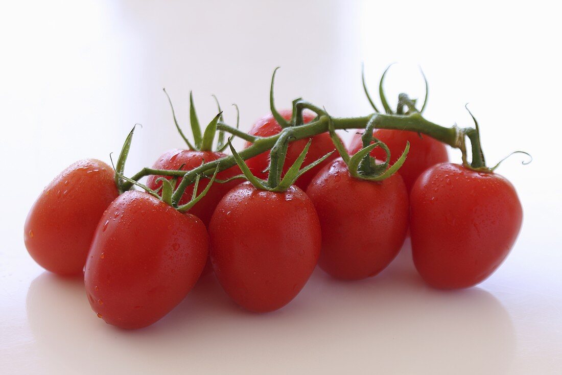 Tomatoes on the vine with drops of water