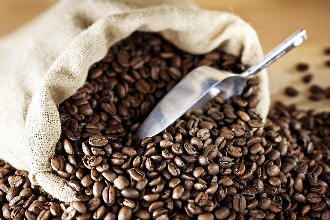 Roasted coffee beans with hessian sack and scoop