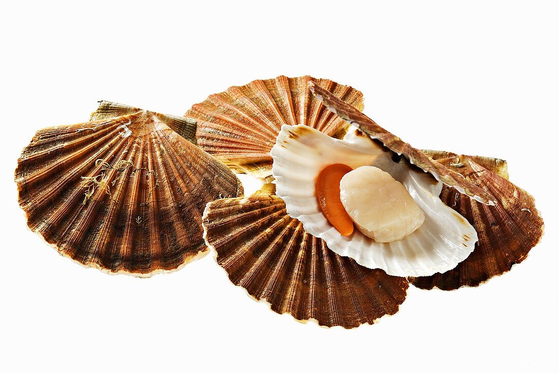 Several scallops