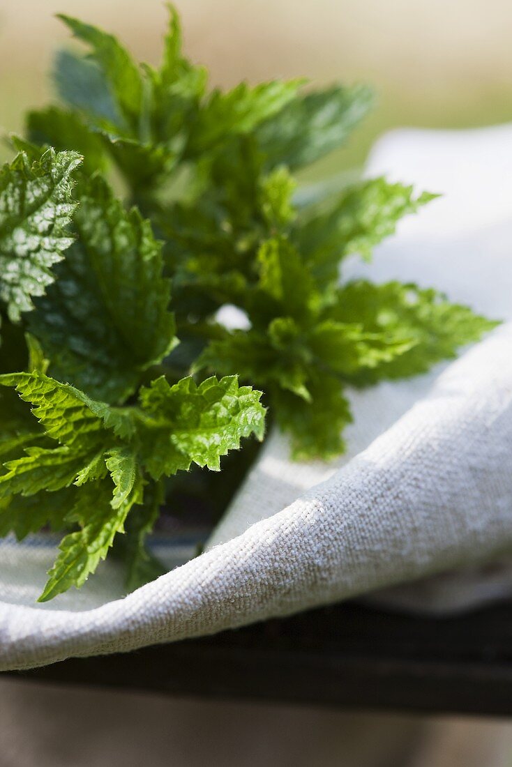 Fresh nettle tips on linen cloth