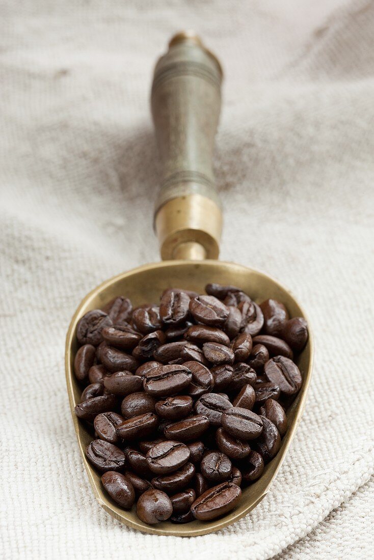 Roasted organic coffee beans in metal scoop