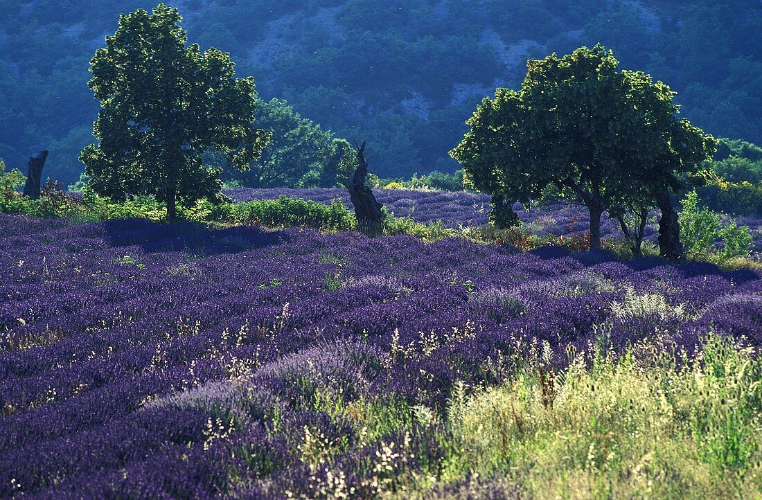 A lavender field in Provence
