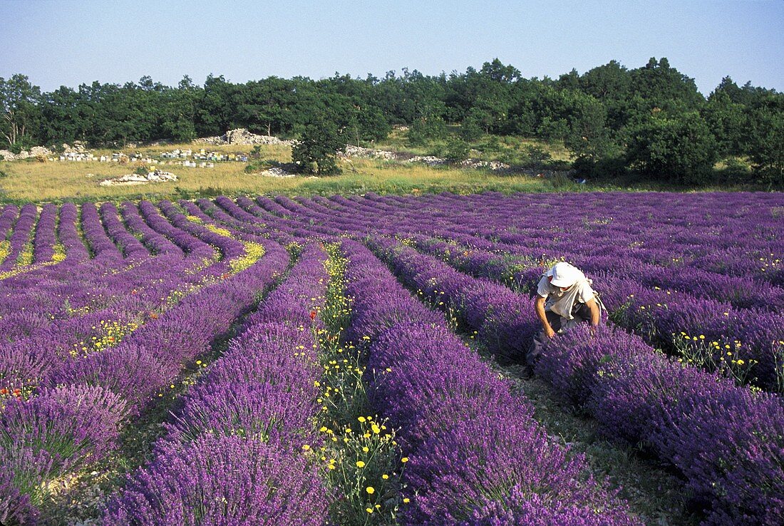 Lavendelernte in der Provence