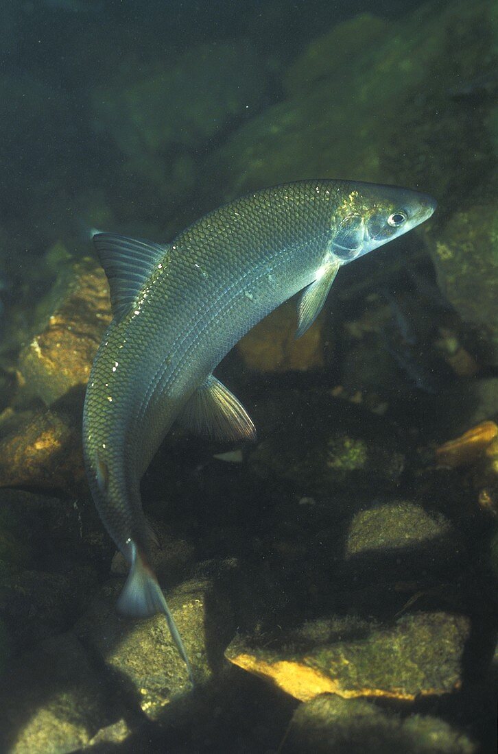 A blue whitefish in a lake