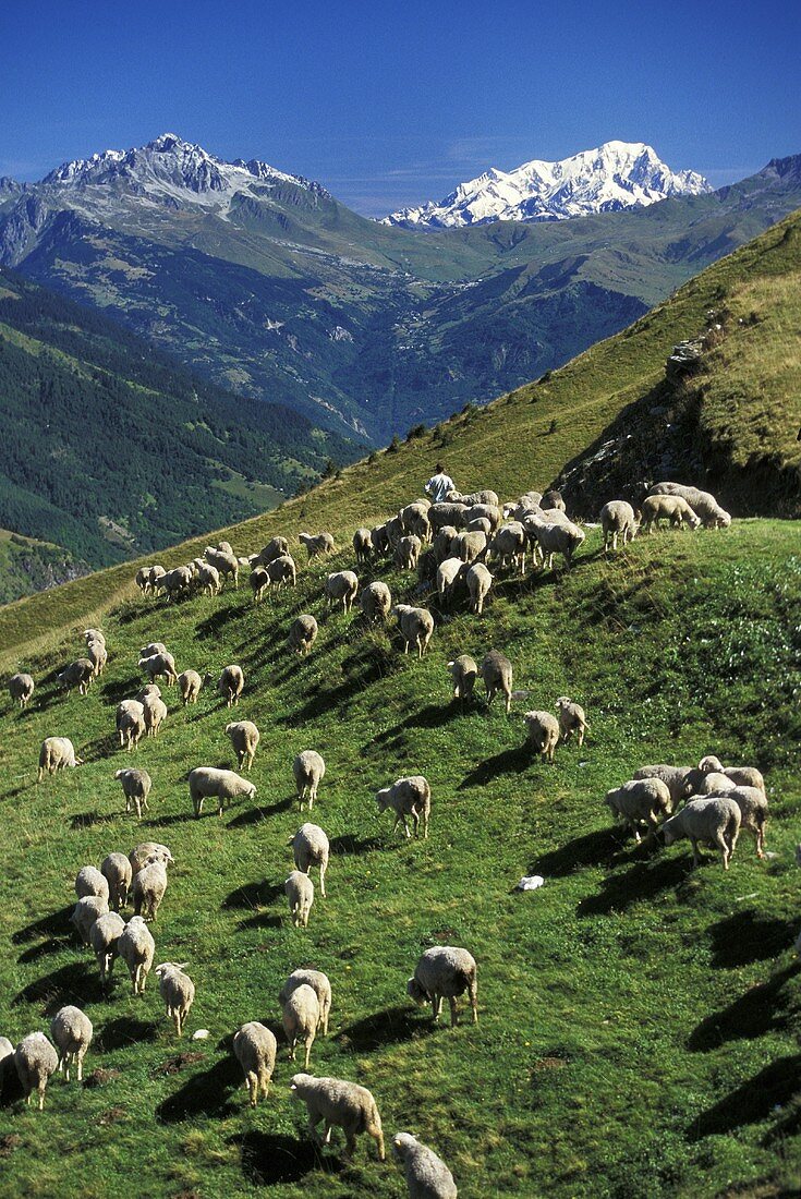 Schafherde auf Almwiese (Frankreich)