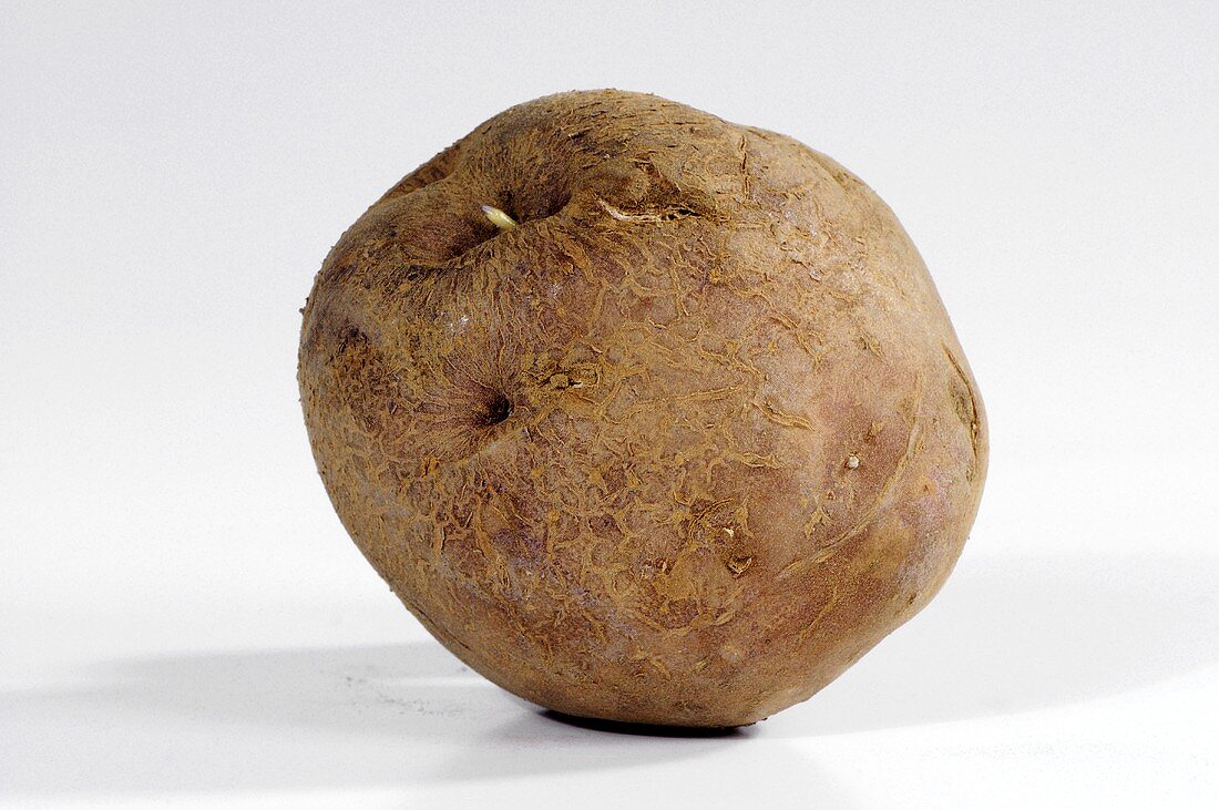 A potato (variety 'Edzell Blue')