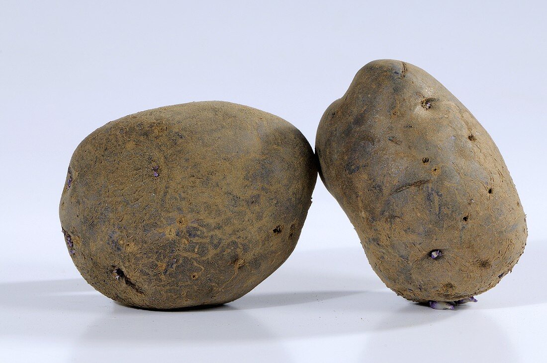Zwei Kartoffeln (Sorte: Blauer Schwede)