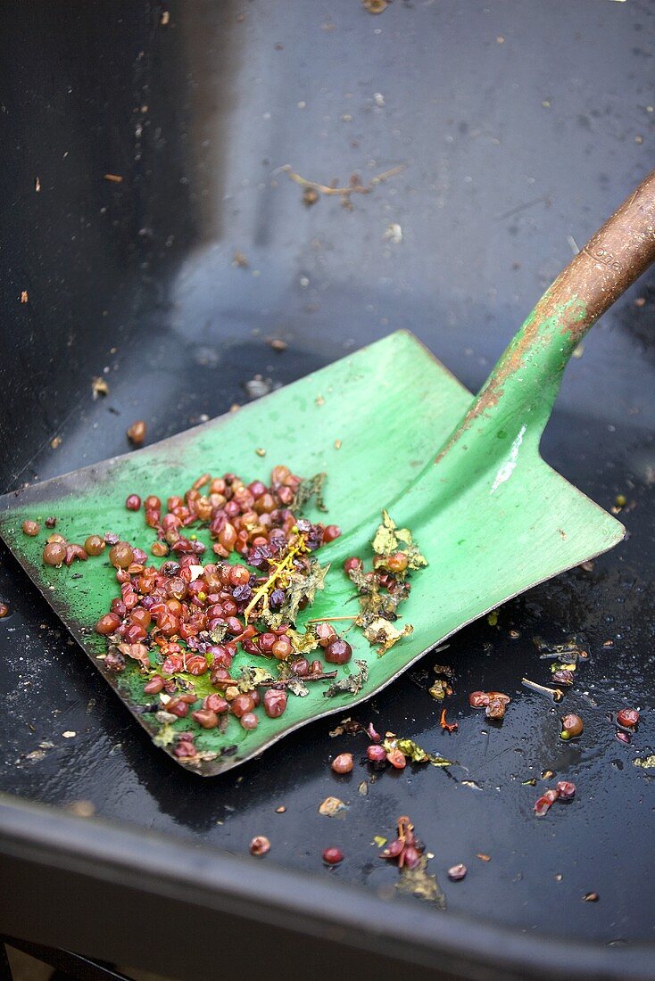 Shovel with remains of grapes