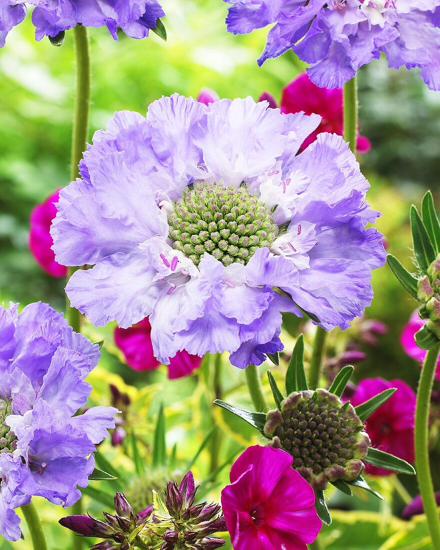 Scabious 'Grand Stone'