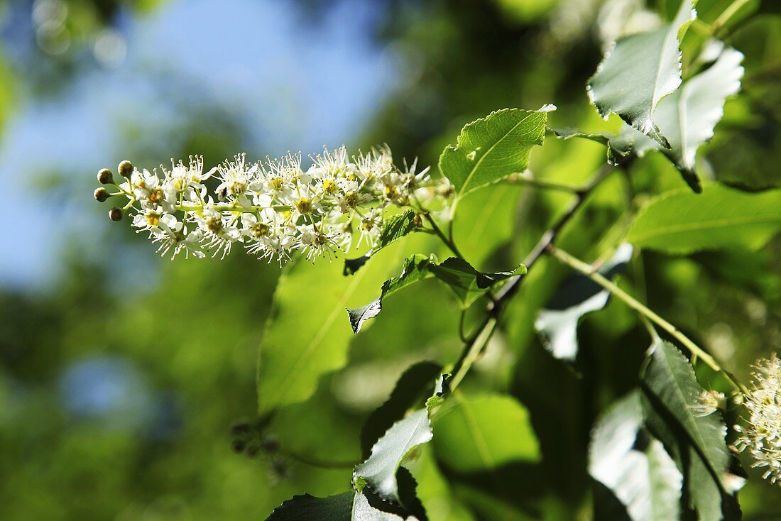 Blütenstand des Faulbaumes (Frangula alnus)