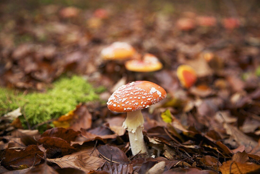 Fly agaric mushrooms in dead leaves in mixed forest