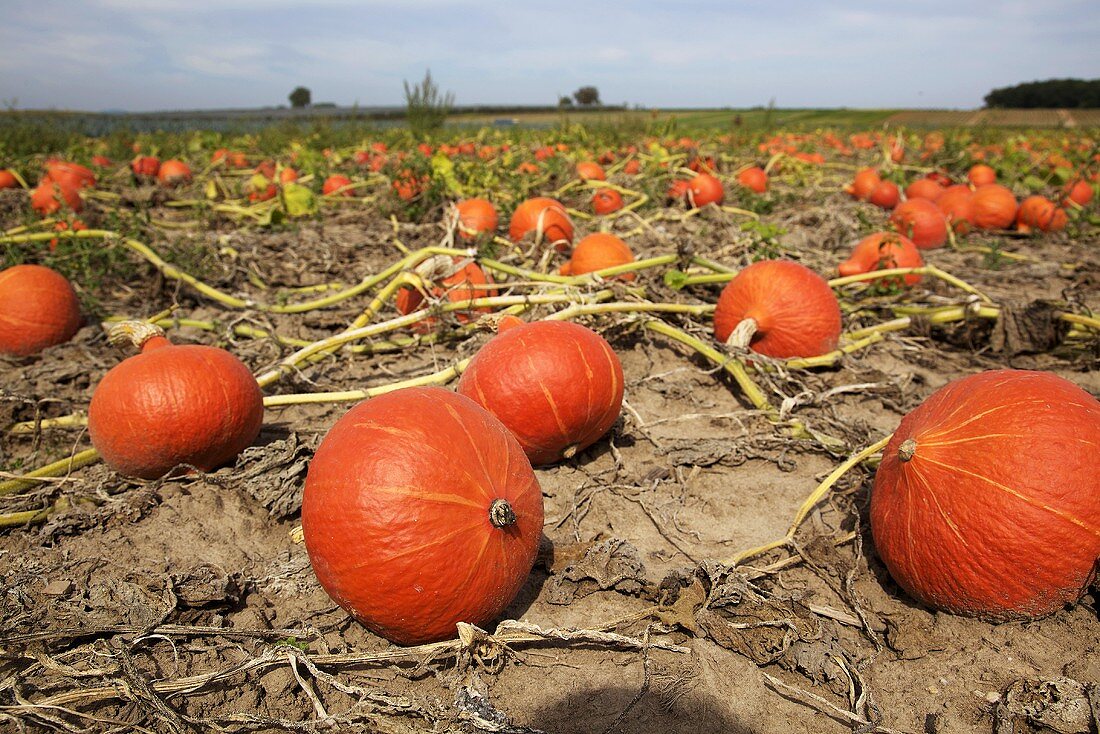 Ripe Hokkaido squashes in field in autumn