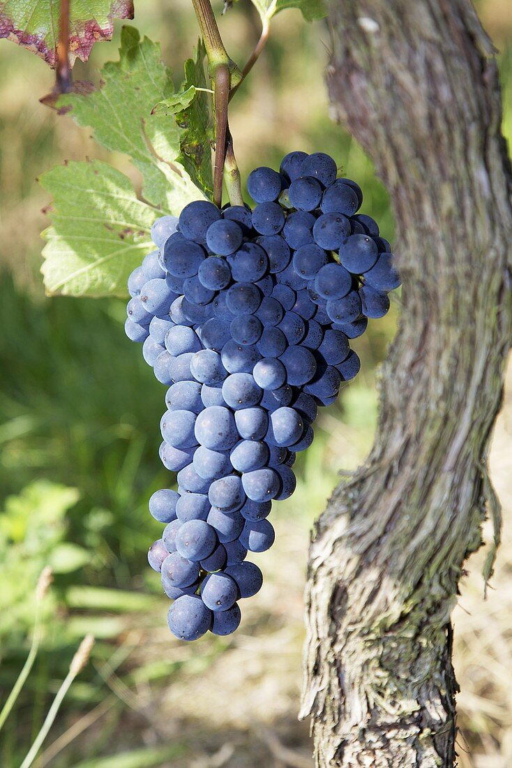 A ripe bunch of Spätburgunder (Pinot noir) grapes on the vine