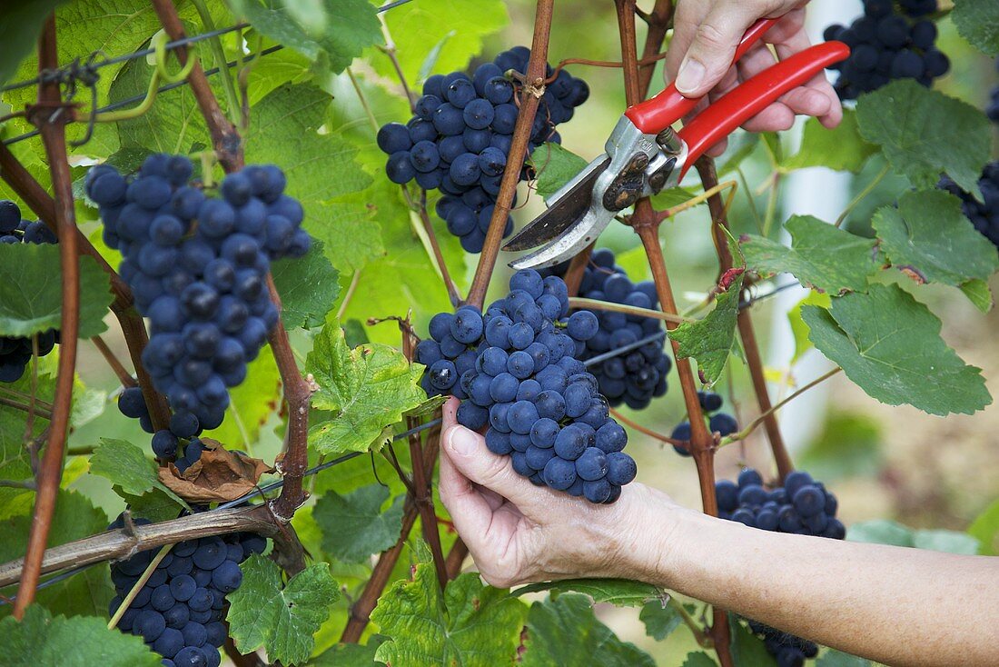 Picking Spätburgunder (Pinot noir) grapes, hand with secateurs, S. Palatinate, Germany