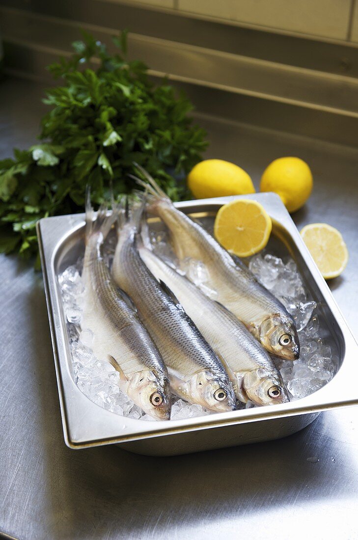 Fresh fish on ice, lemons, parsley