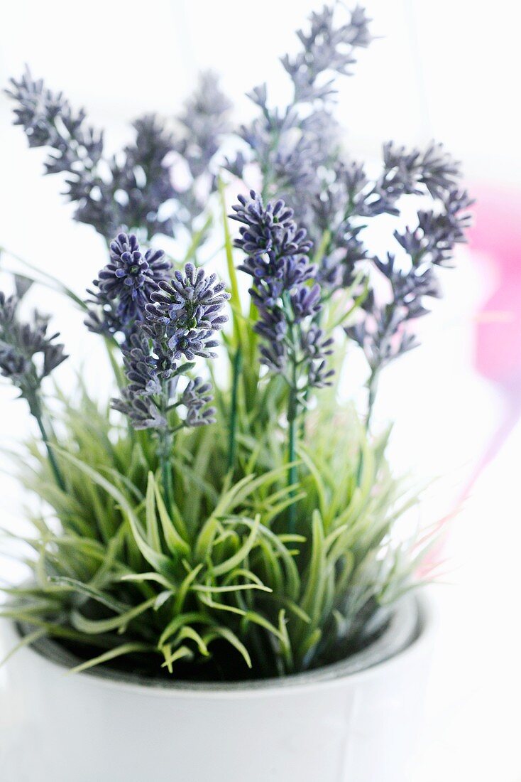 Flowering lavender in pot