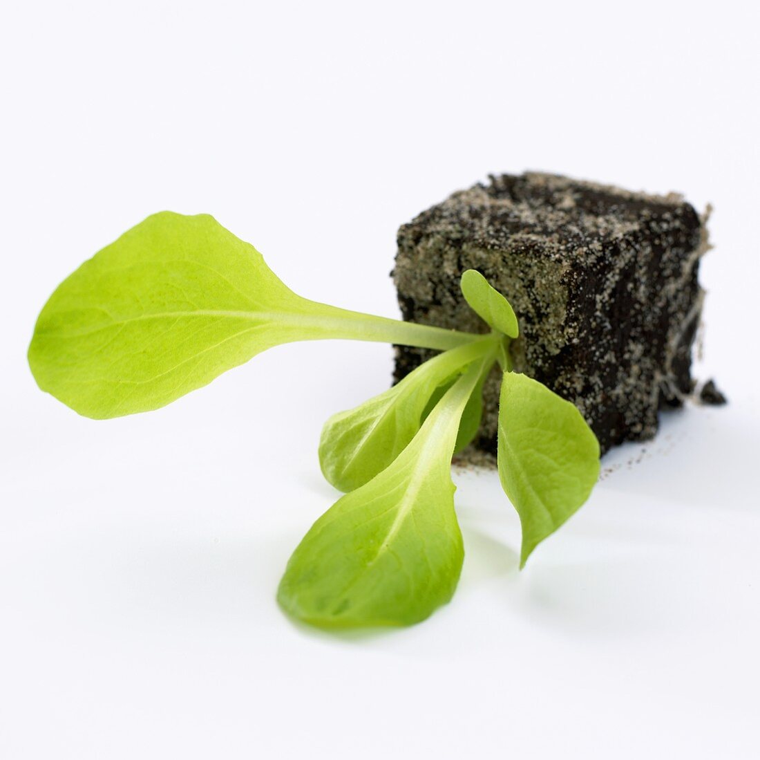 Junge Salatpflanze (Lactuca sativa)