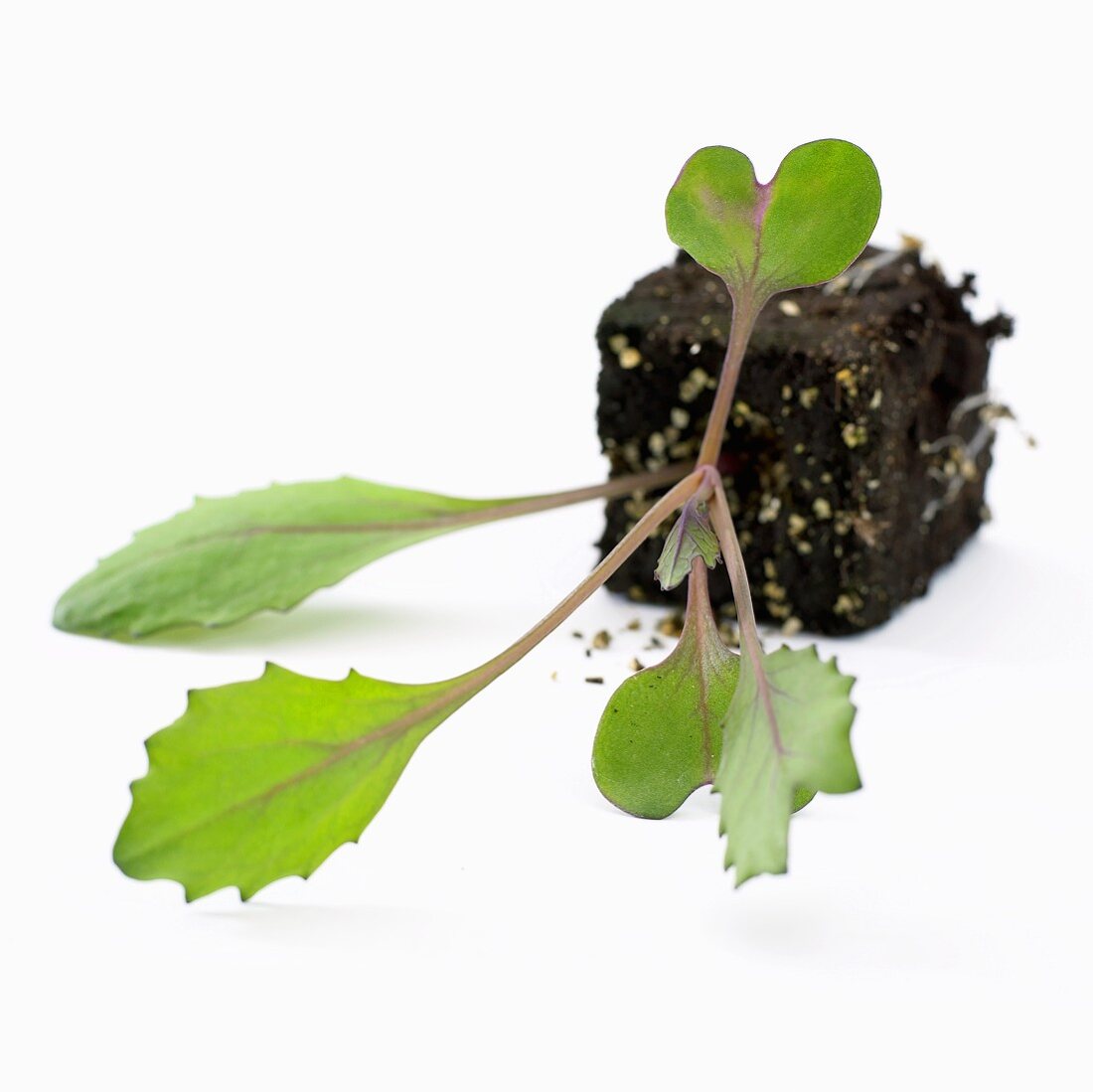 Junge Rotkohlpflanze (Brassica oleracea var. rubra)