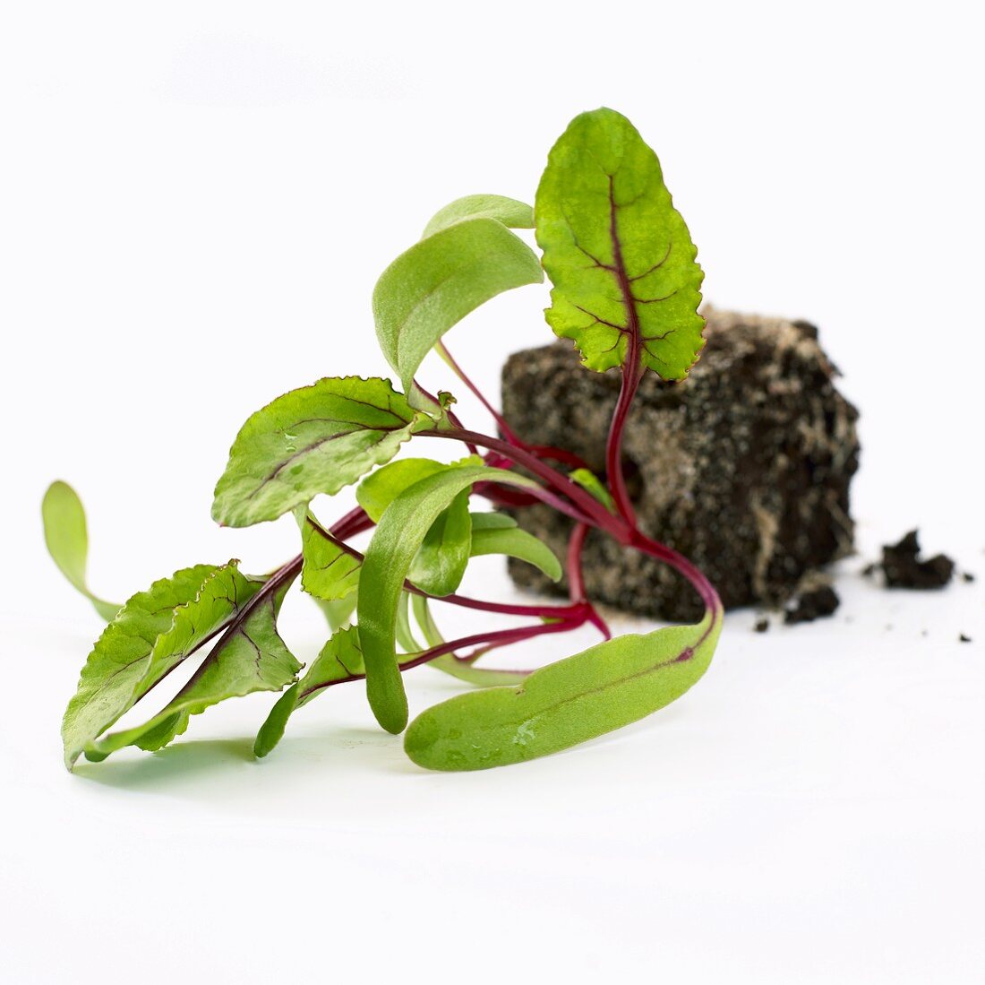 Junge Rote-Bete-Pflanze (Beta vulgaris)