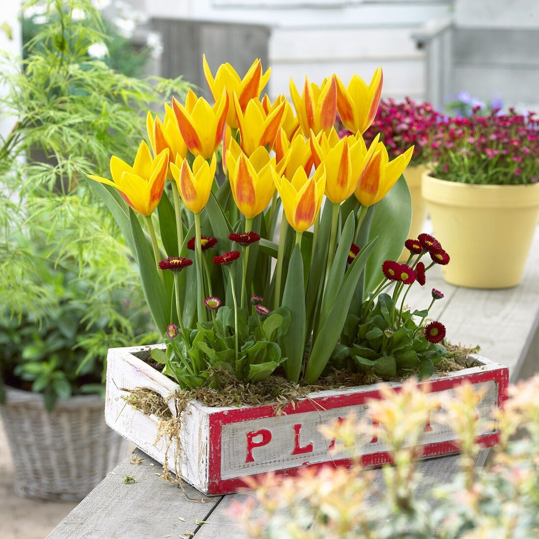 Tulips, variety: Giuseppe Verdi