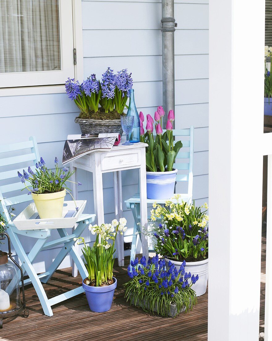 Verschiedene Frühlingsblumen in Töpfen auf einem Balkon