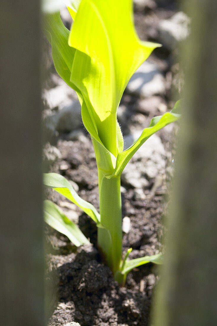 Maispflanze (Zea Mays) am Feld