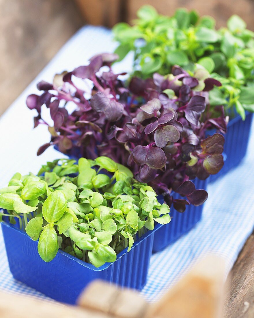 Basil and Daikon cress