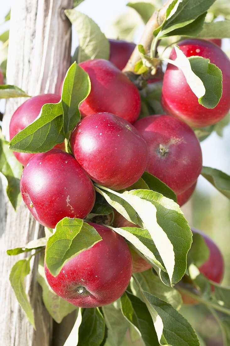 Rote Äpfel der Sorte 'Akane' am Baum