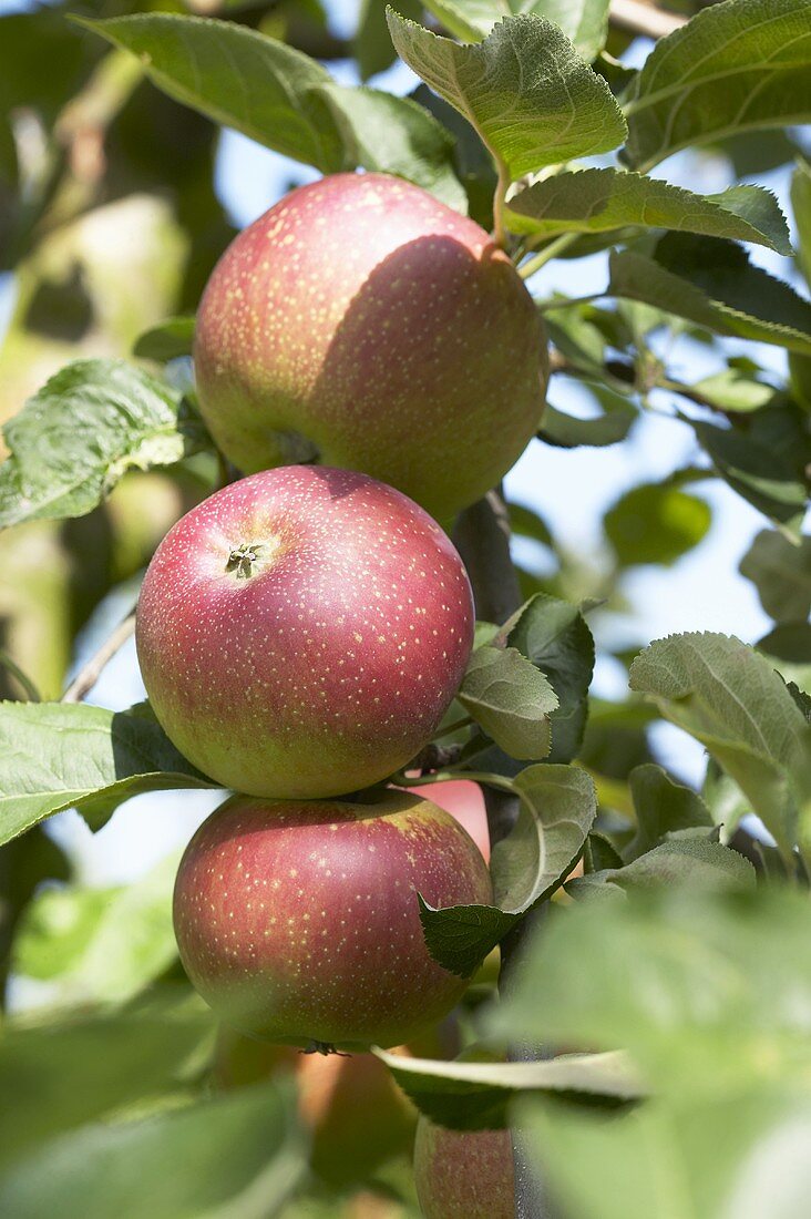Apples, variety 'Kaiser Wilhelm', on the branch