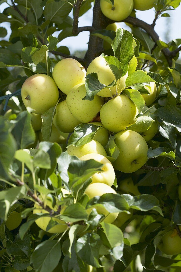 Äpfel der Sorte 'Greensleeves' am Baum