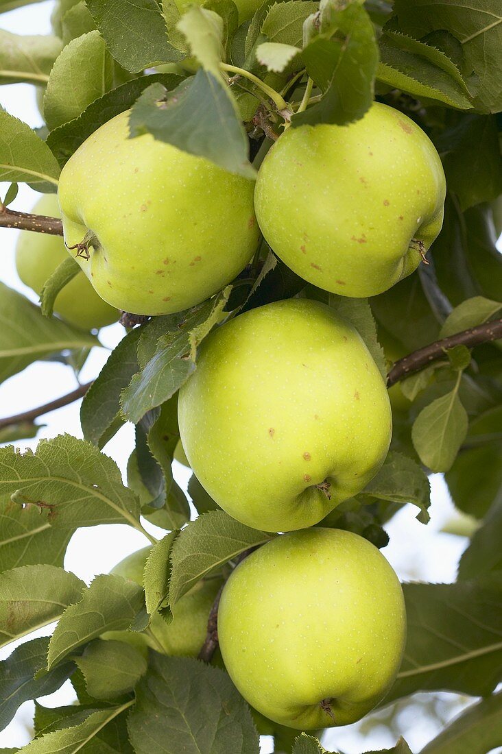 Grüne Äpfel der Sorte 'Mutsu' am Baum
