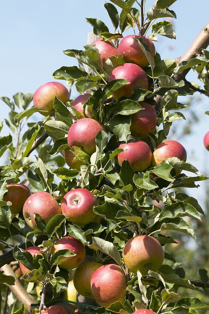 Apples, variety 'Zoete Oranje', on the tree