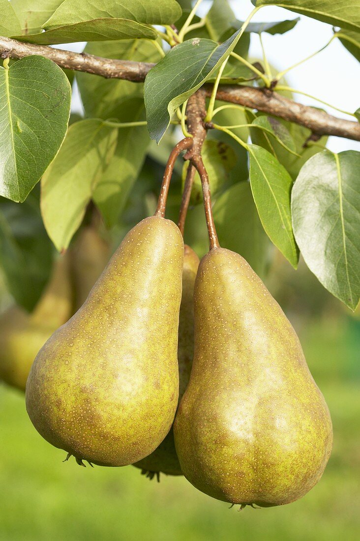 https://media02.stockfood.com/largepreviews/ODgyOTAxNw==/00284807-Pears-variety-Beurre-Bosc-on-the-branch.jpg