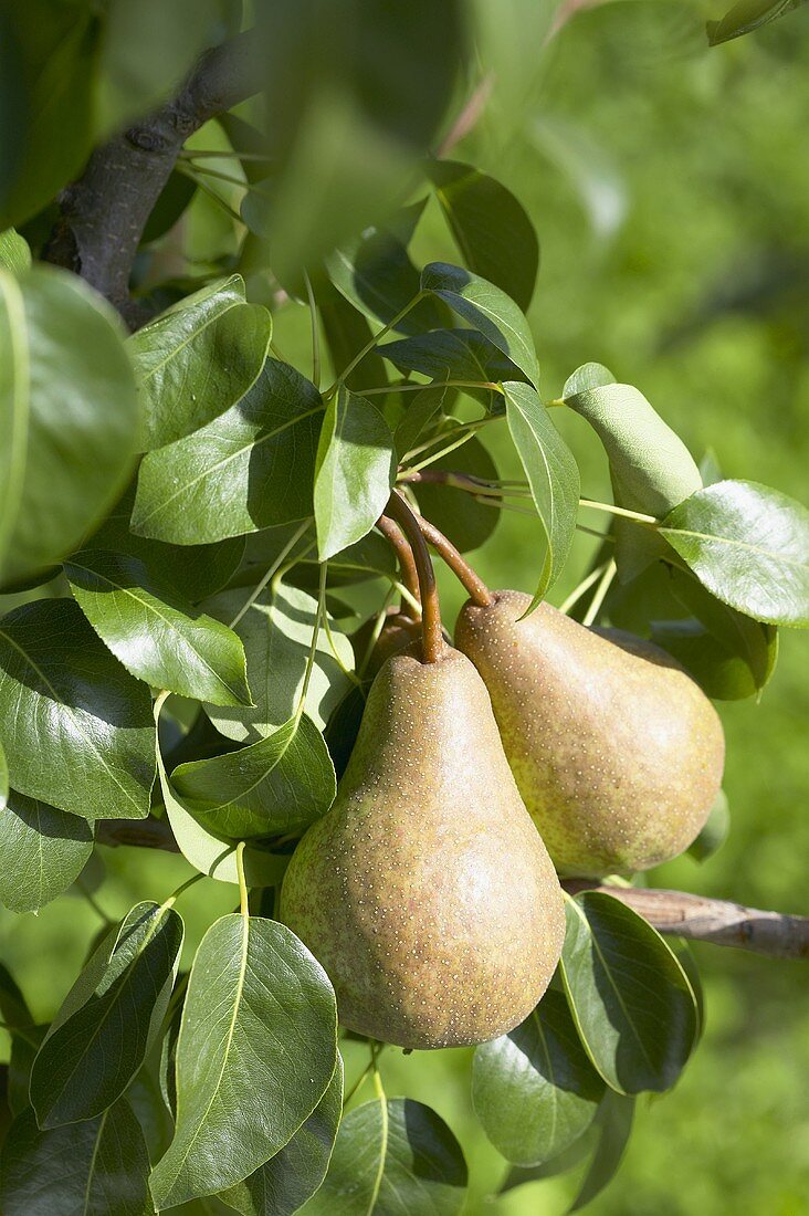 Birnen der Sorte 'Bongerspeer' am Baum