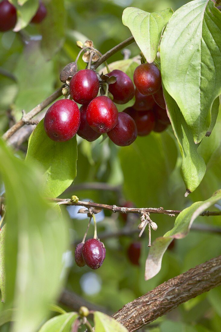 Cornelian cherries on the bush