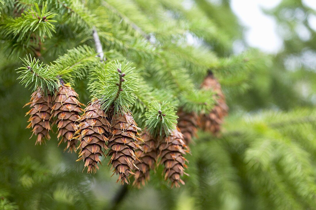 Fichte mit Zapfen (Picea)