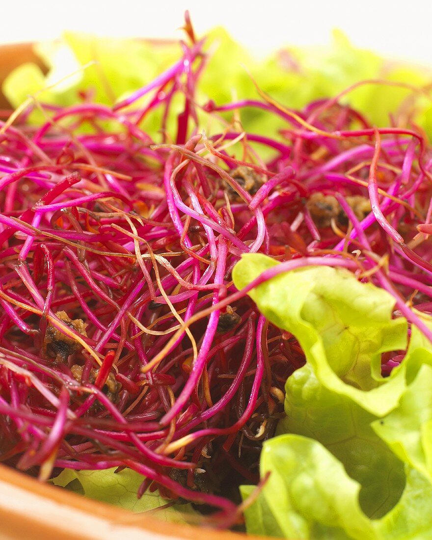 Beetroot sprouts on lettuce