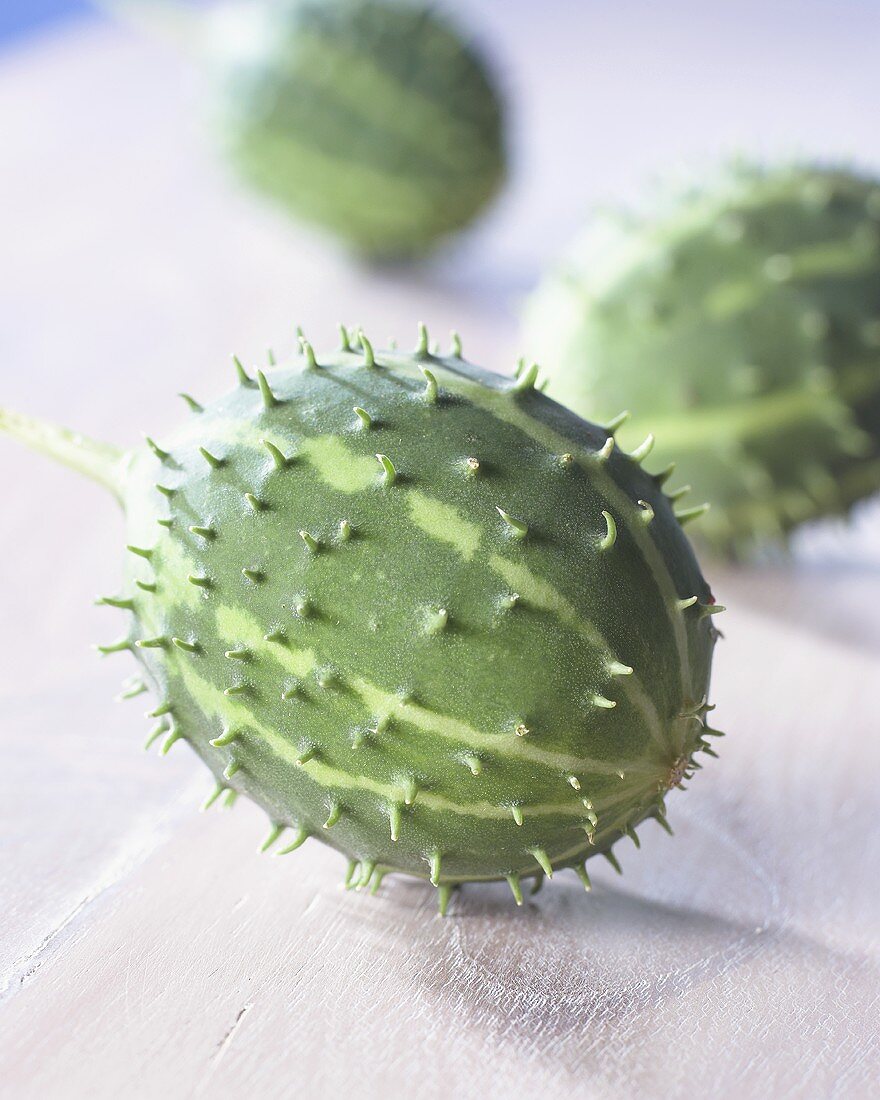 Wild cucumber (Cucumis africanus)