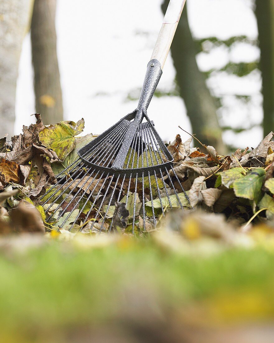 Rechen mit Herbstlaub