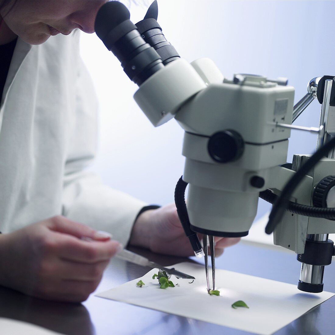 Frau betrachtet Pflanzenteile durch ein Mikroskop