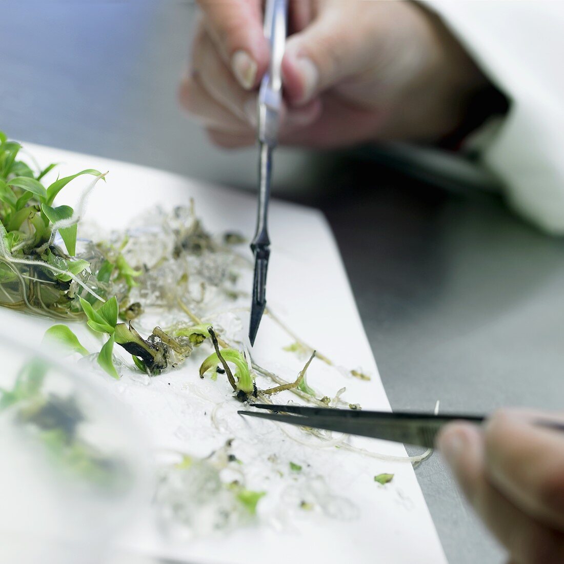 Examining plants