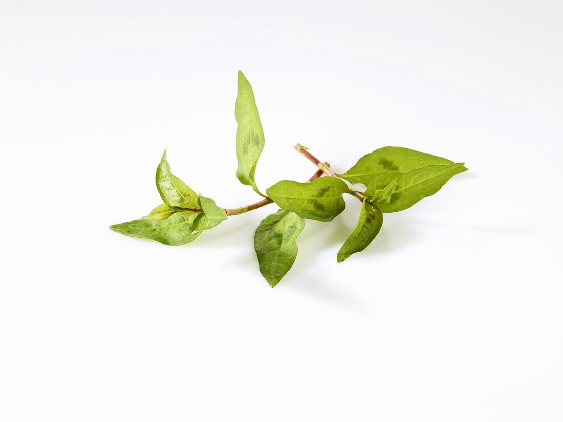 Vietnamesischer Koriander (Polygonum odoratum / Persicaria odoratum)