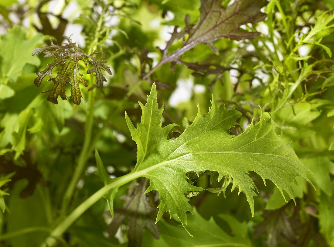 Mixed salad leaves (close-up)