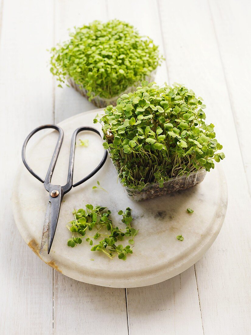 Mustard sprouts with herb scissors
