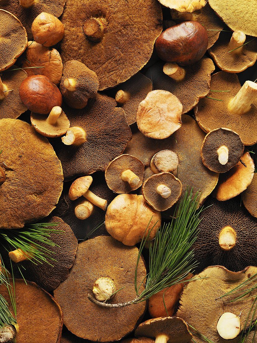Fresh Slippery Jack mushrooms (full-frame)