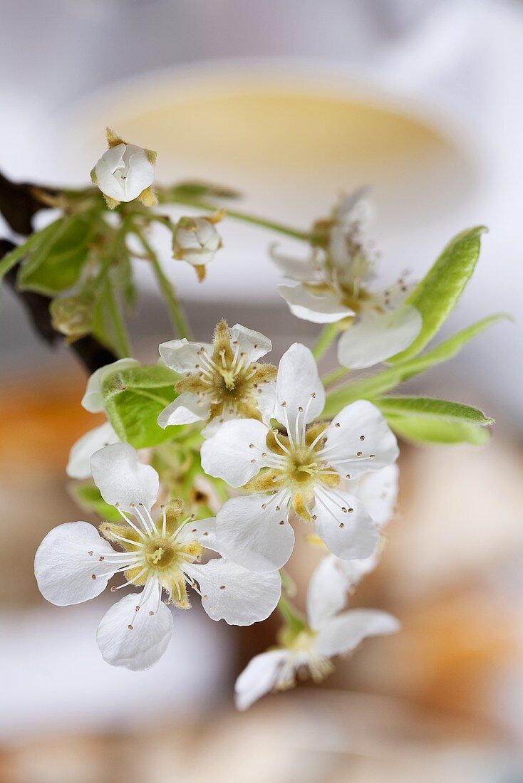 Birnenblüten als Tischdeko (Nahaufnahme)