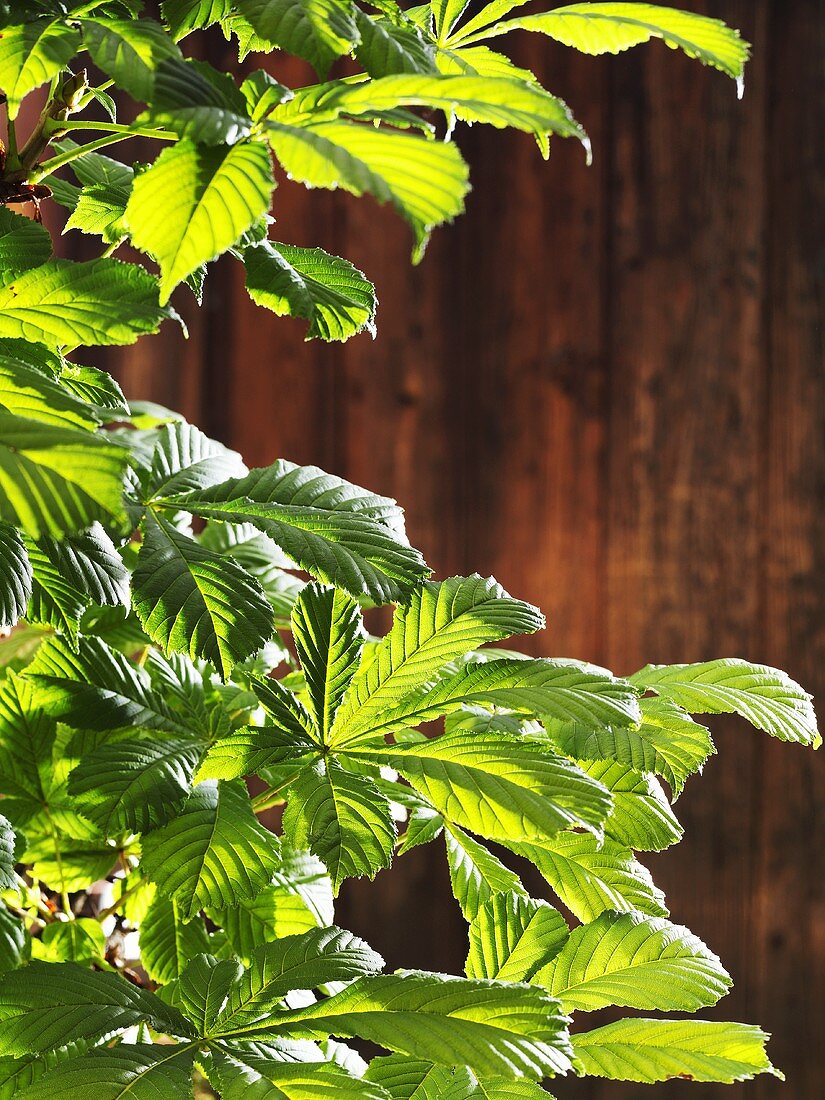 Chestnut branches against wooden wall