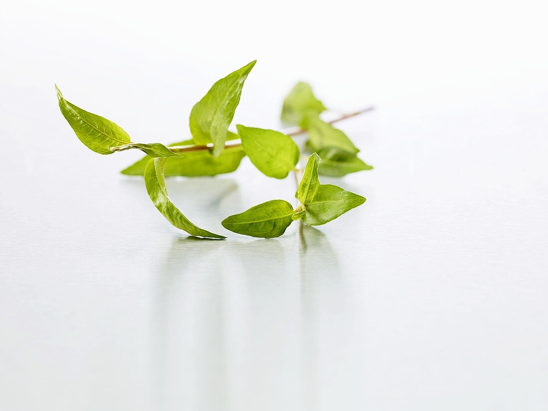 Vietnamese coriander (Polygonum odoratum or Persicaria odoratum)