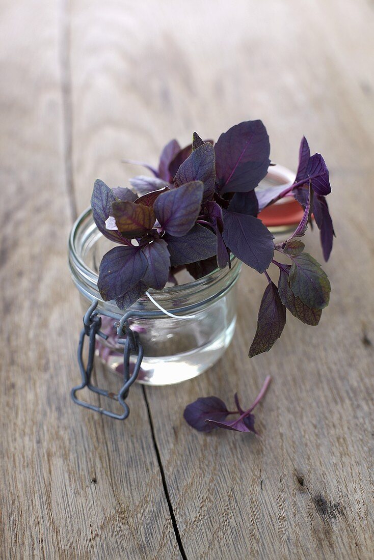 Purple basil in a preserving jar of water