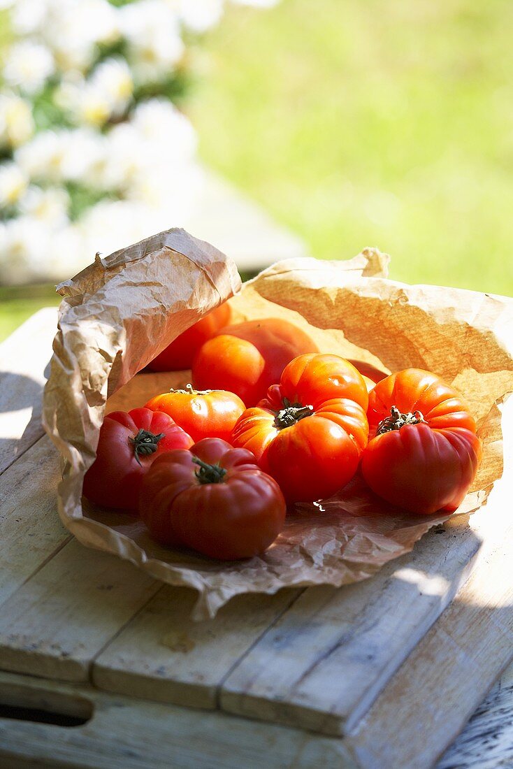 Tomaten der Sorte Vierländer Krause auf Papiertüte